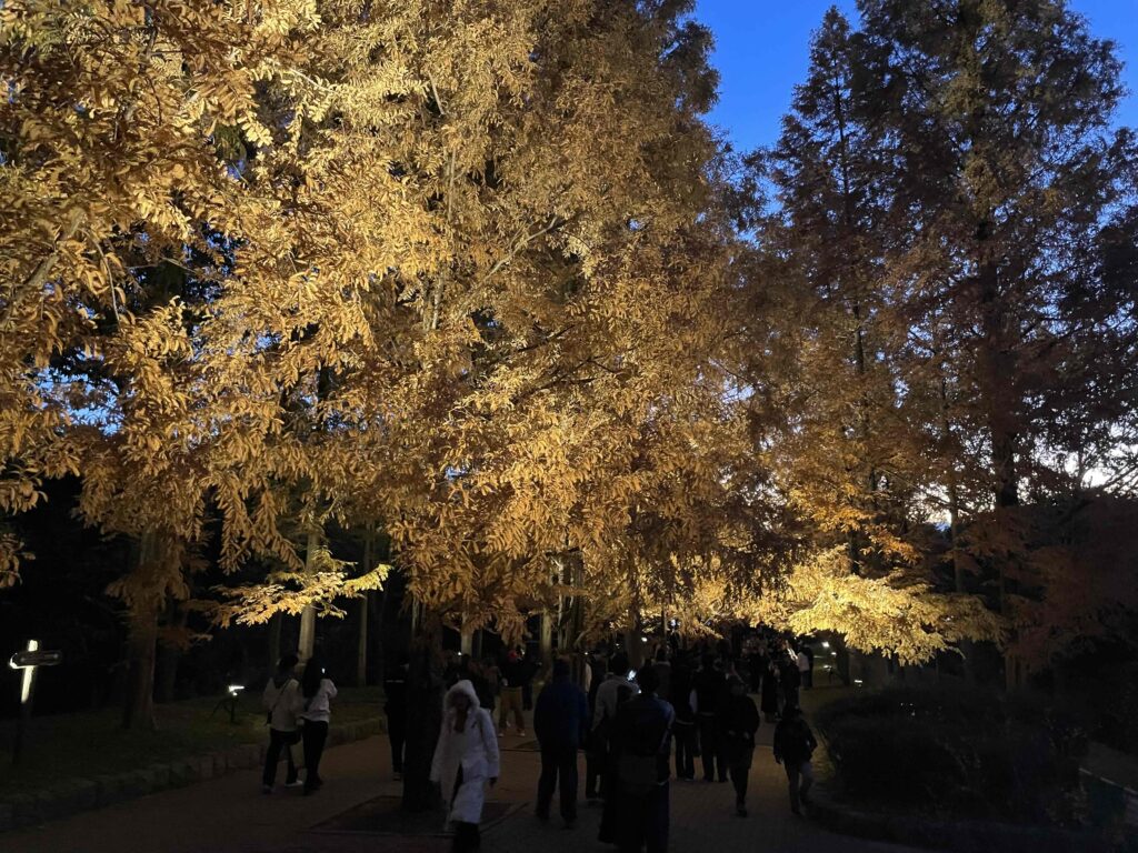 神戸市立森林植物園ライトアップ紅葉